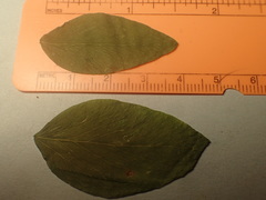 Lathyrus polyphyllus