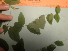 Lathyrus polyphyllus