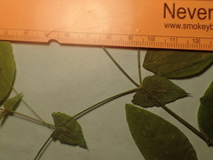 Lathyrus polyphyllus