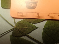 Lathyrus polyphyllus