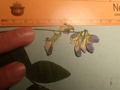 Lathyrus polyphyllus