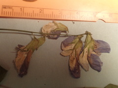 Lathyrus polyphyllus
