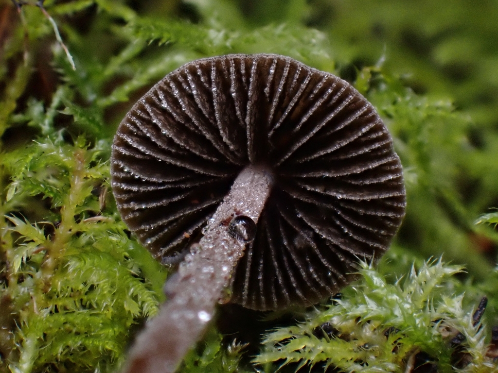 Dewdrop Mottlegill