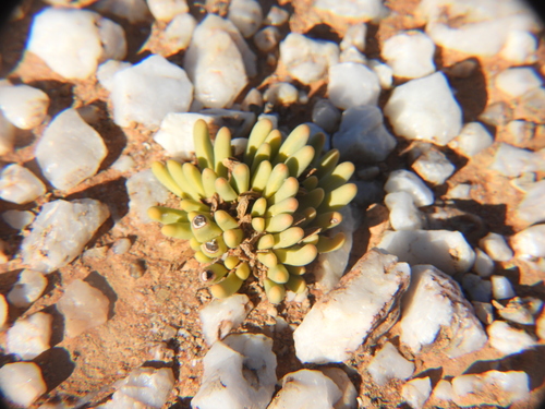 Image of Argyroderma fissum by (c) amantedarmanin, some rights reserved (CC BY)