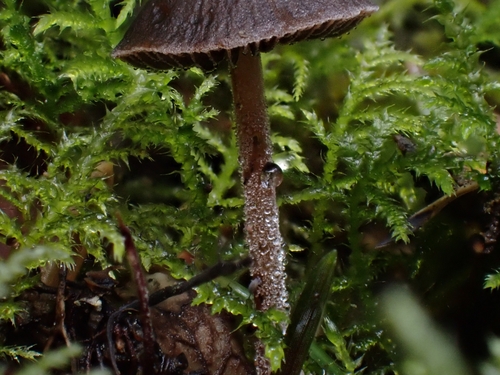Dewdrop Mottlegill