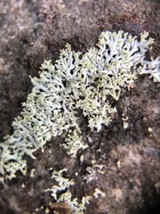 Physcia subtilis