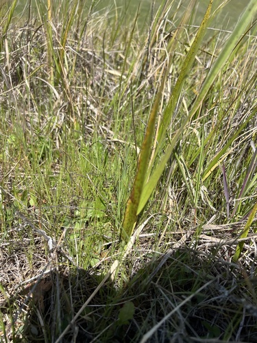 iNaturalist observation photo of California Cordgrass