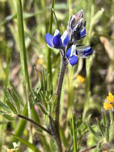 iNaturalist observation photo of Miniature Lupine