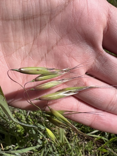 iNaturalist observation photo of slender wild oat