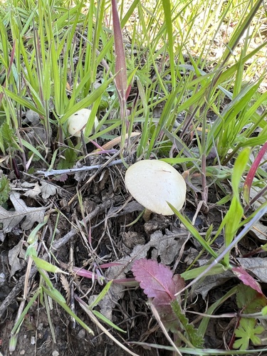 iNaturalist observation photo of Mulch Maids