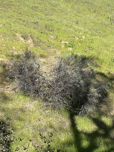 iNaturalist observation photo of California sagebrush