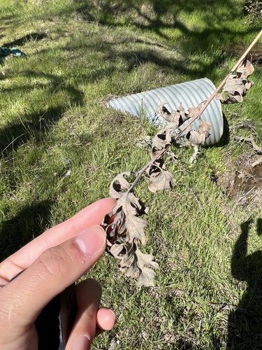 iNaturalist observation photo of valley oak