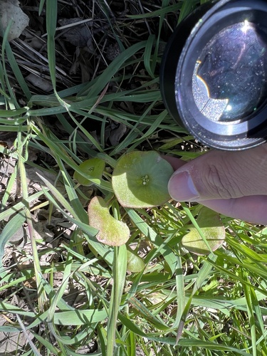 iNaturalist observation photo of miner's lettuce