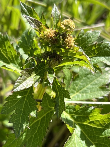 iNaturalist observation photo of Pacific Sanicle