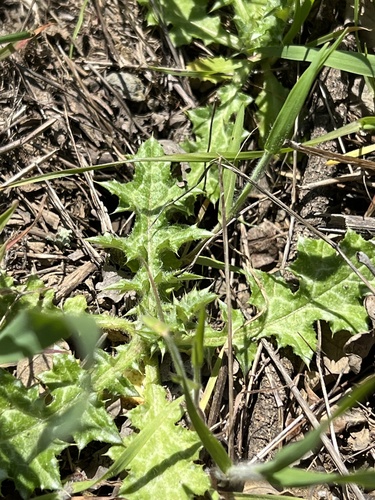 iNaturalist observation photo of Italian thistle