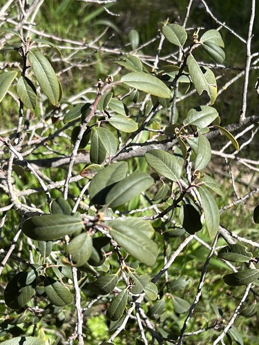 iNaturalist observation photo of coffeeberry