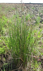 Juncus punctorius