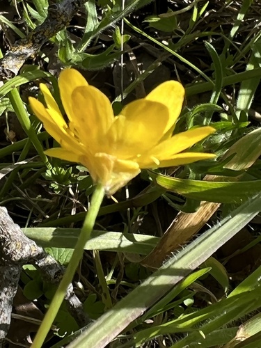 iNaturalist observation photo of California buttercup
