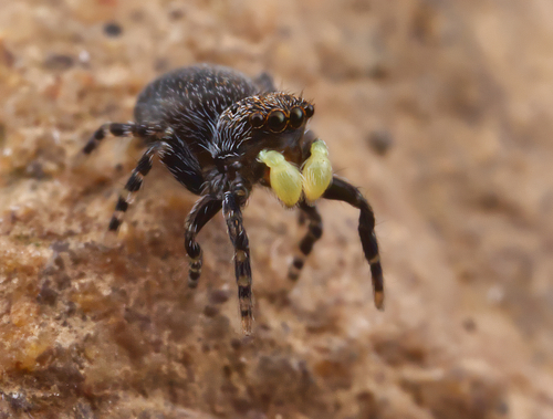 Minute Jumping Spider