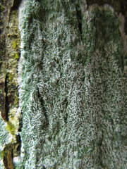 Graphis alboglaucescens