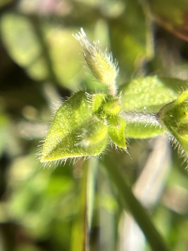 iNaturalist observation photo of Sticky mouse-ear chickweed