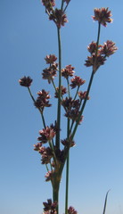 Juncus punctorius