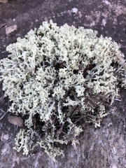 Cladonia caroliniana