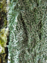 Graphis alboglaucescens