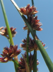 Juncus punctorius