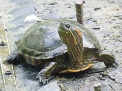 Colombian Slider photo 1