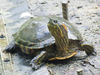 South American Slider - Photo (c) Luis Carlos Beltran, some rights reserved (CC BY-NC), uploaded by Luis Carlos Beltran