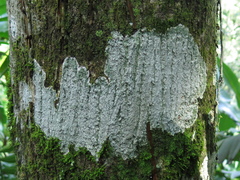 Graphis alboglaucescens