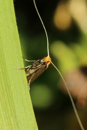 Nematopogon adansoniella