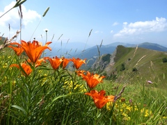 Lilium bulbiferum