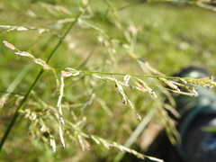 Eragrostis refracta