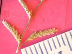 Eragrostis refracta