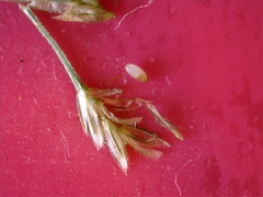 Eragrostis refracta