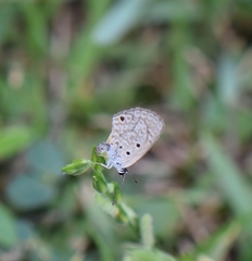 Hemiargus hanno