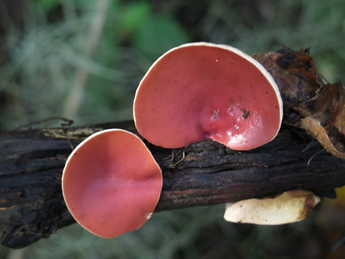 mauve elfcup