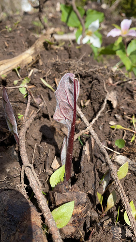 Giant Figwort* seedling