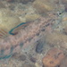Etheostoma scotti - Photo (c) northerly,  זכויות יוצרים חלקיות (CC BY-NC), הועלה על ידי northerly