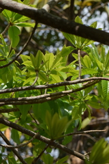 Couroupita guianensis