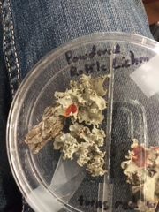 Fungi