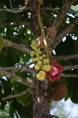 Couroupita guianensis