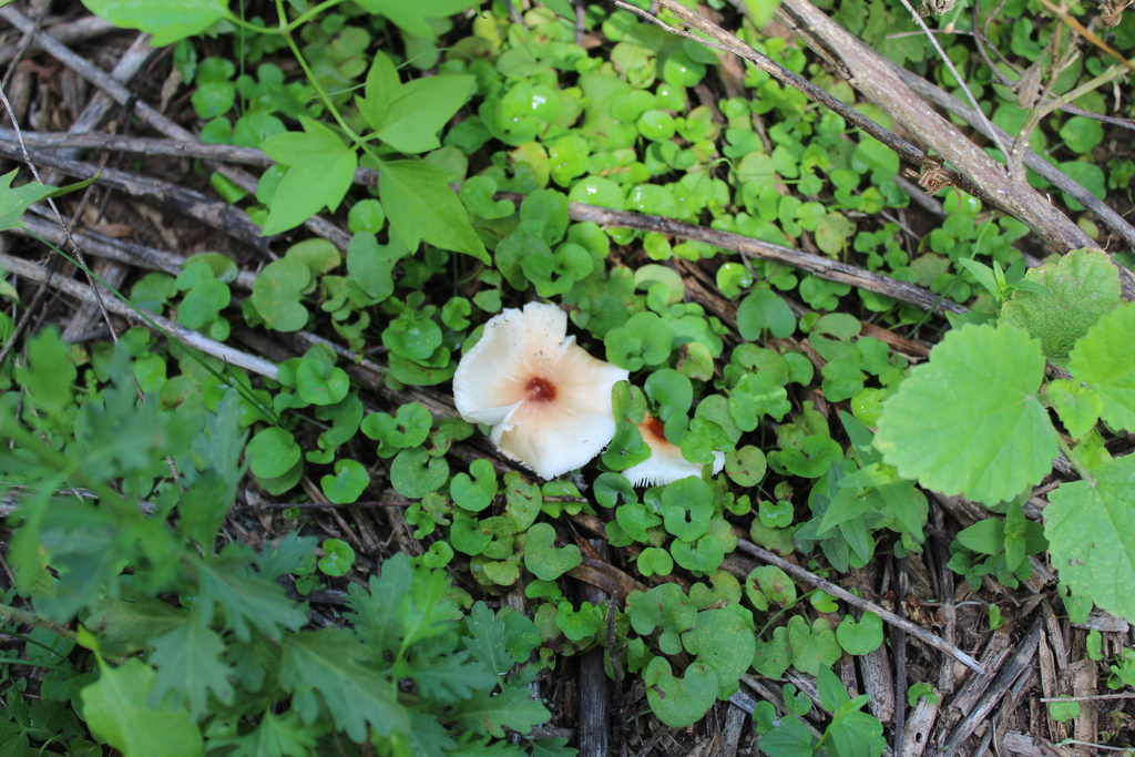 Leucoagaricus rubrotinctoides · April 2023 · photo: © demianlescano (iNaturalist, cc0)