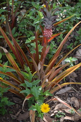 Ananas comosus erectifolius