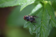 Diptera