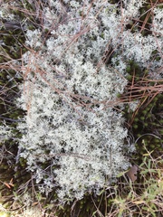 Cladonia subtenuis subtenuis