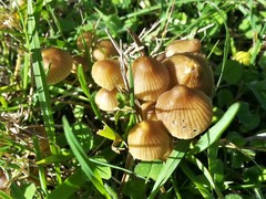 Mycena olivaceomarginata