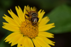 Eristalina